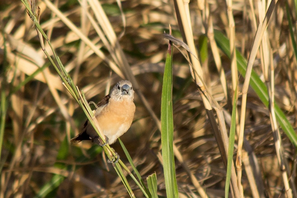 Yellow-rumped Mannikin (Lonchura flaviprymna)